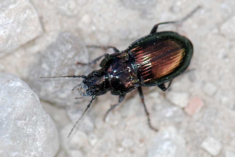 Pterostichus (Cheporus) burmeisteri